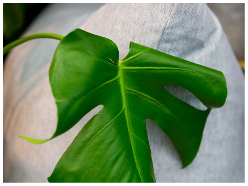 Find gardening and outdoor inspiration at the Expo.